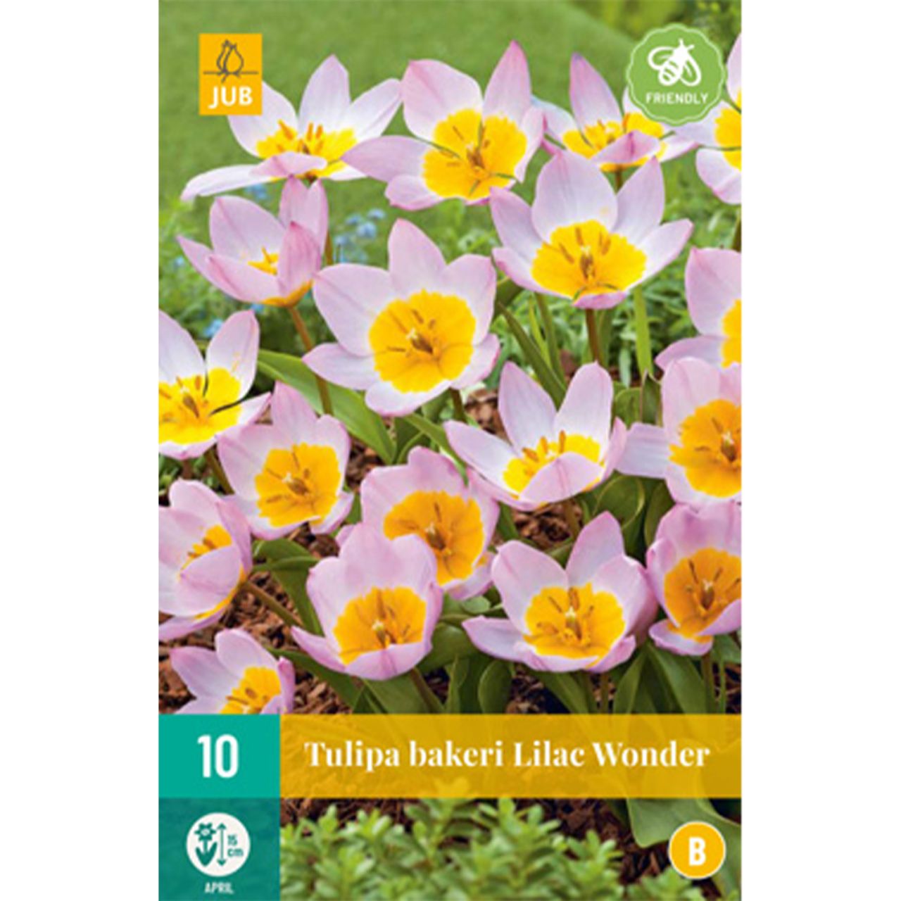 Kategorie <b>Herbst-Blumenzwiebeln </b> - Wildtulpe 'Lilac Wonder' - Tulipa 'Lilac Wonder'