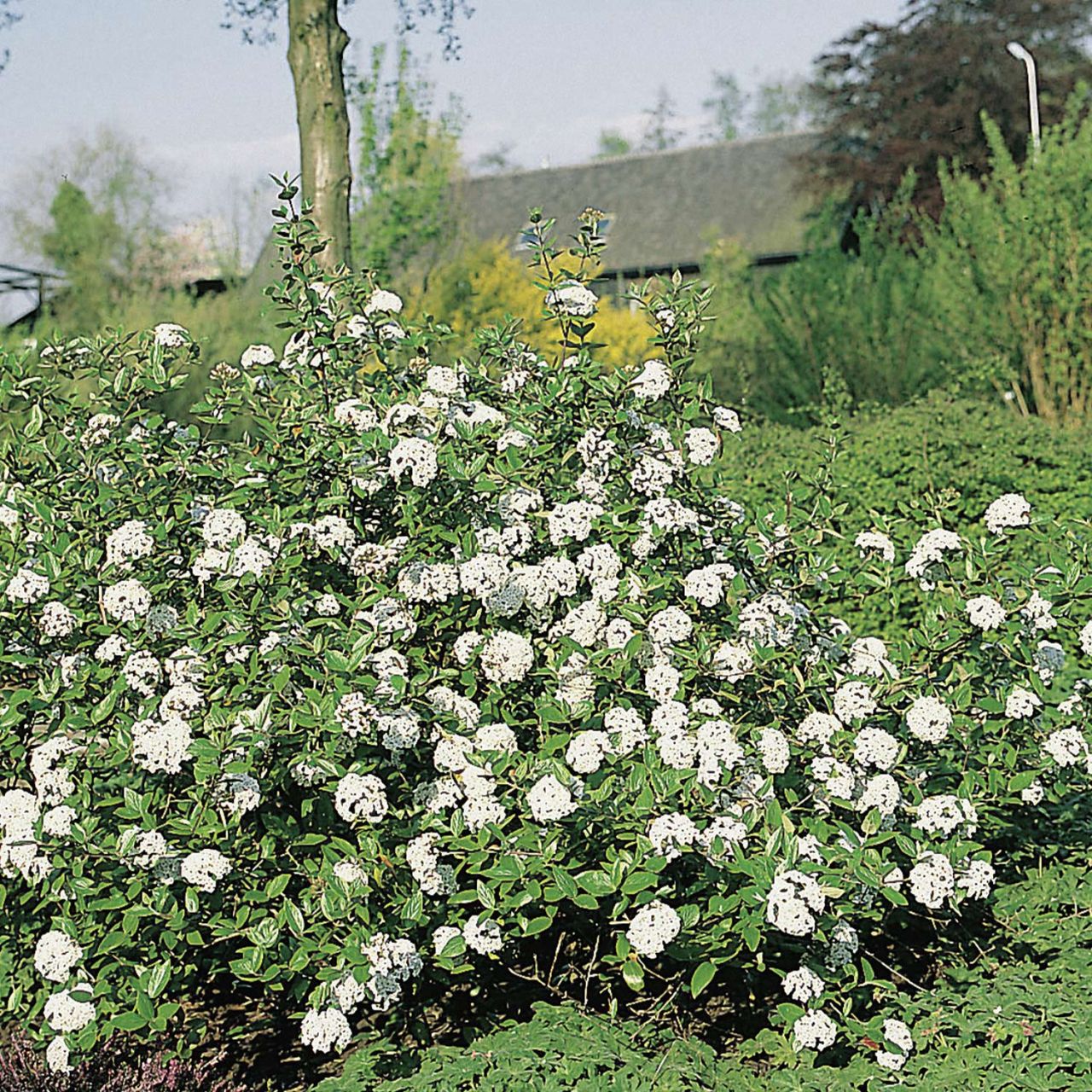  Oster-Schneeball - Viburnum burkwoodii