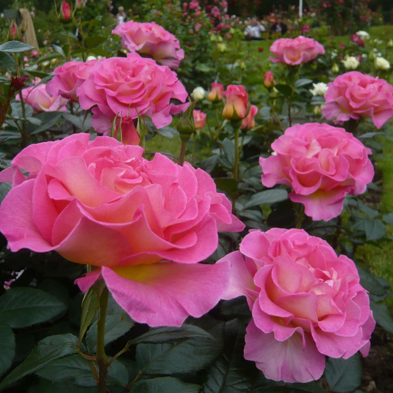 Kategorie <b>Duftrosen </b> - Parfümrose 'Pink Paradise' - ADR Rose - Rosa 'Pink Paradise'