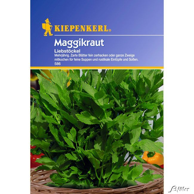 Kategorie <b>Kräuter-Samen </b> - Maggikraut-Liebstöckel mehrjährig - Levisticum officinale