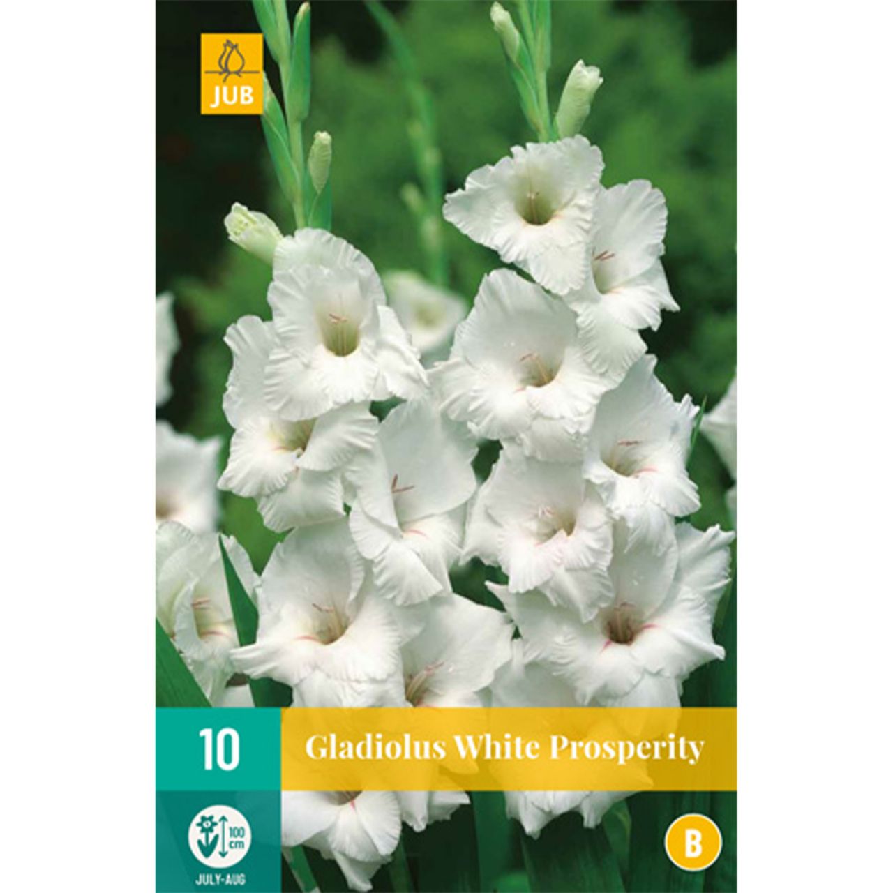 Kategorie <b>Frühlings-Blumenzwiebeln </b> - Gladiole 'White Prosperity' - 10 Stück - Gladiolus