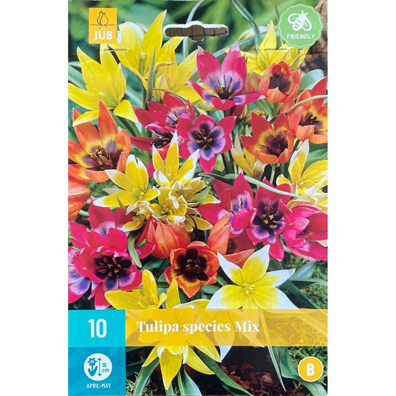 Kategorie <b>Herbst-Blumenzwiebeln </b> - Wildtulpen 'Mischung' - 10 Stück - Tulipa