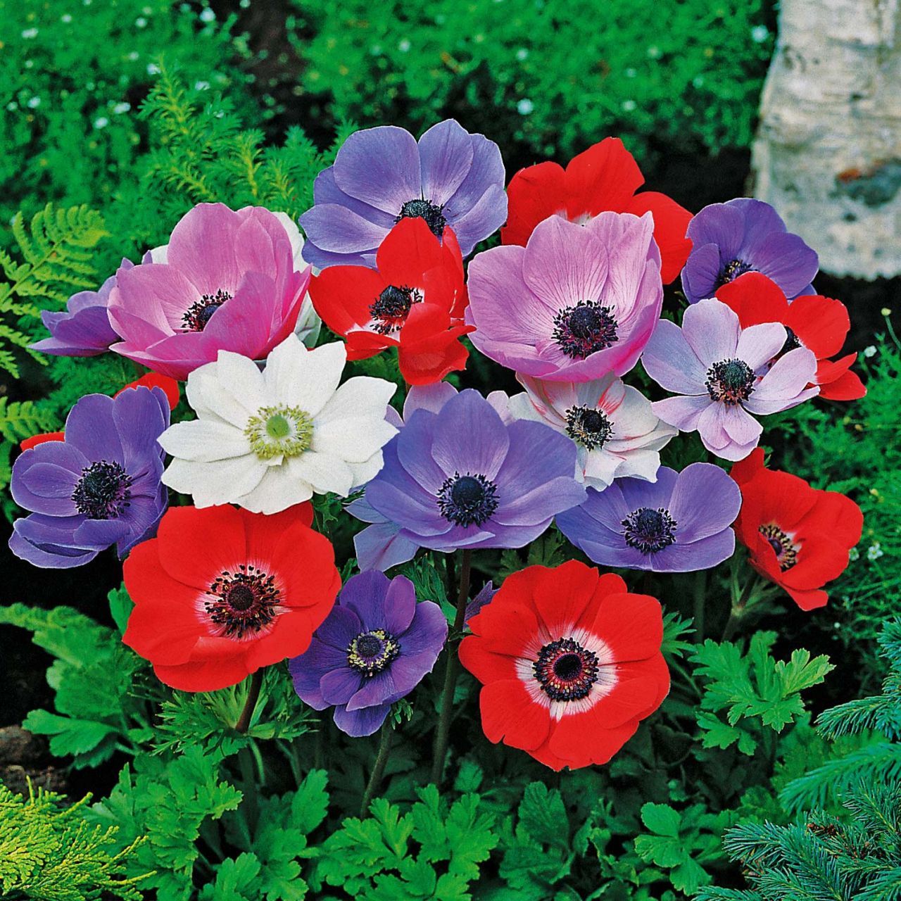 Kategorie <b>Frühlings-Blumenzwiebeln </b> - Garten-Anemone 'De Caen' - Mischung - 15 Stück - Anemone coronaria 'De Caen Mischung'