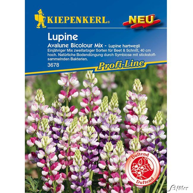 Kategorie <b>Blumensamen </b> - Lupine 'Avalune Bicolour Mix' - Lupine hartwegii 'Avalune Bicolour Mix'