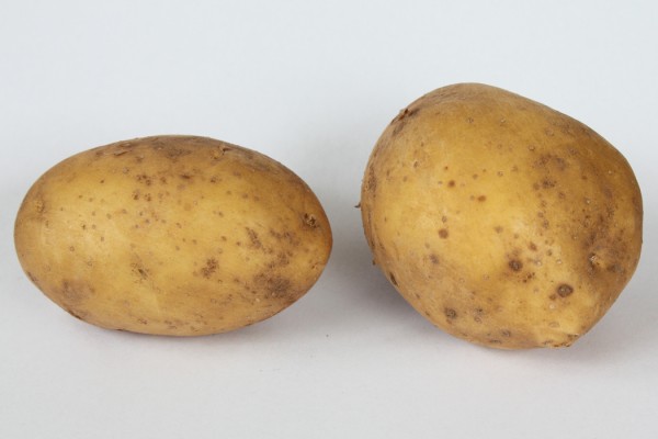Kartoffeln-pflanzenBw7qCgRehvcIU