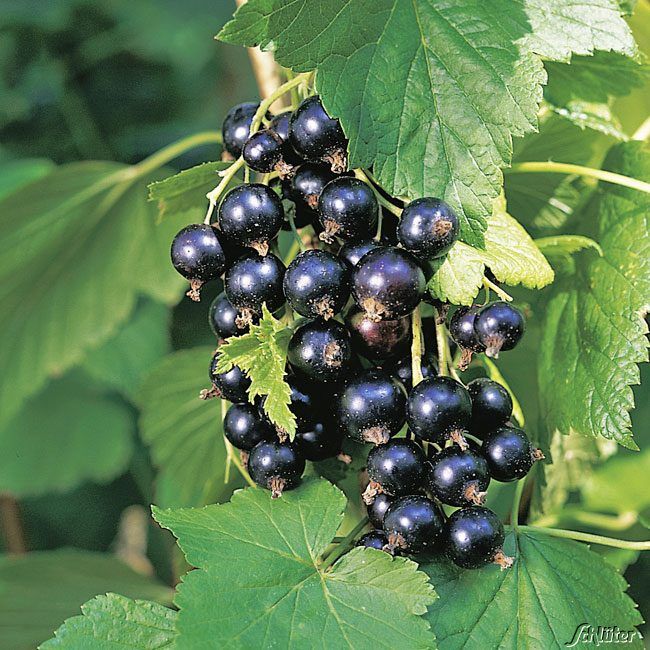 Schwarze Johannisbeere 'Tsema' - Ribes nigrum 'Tsema'
