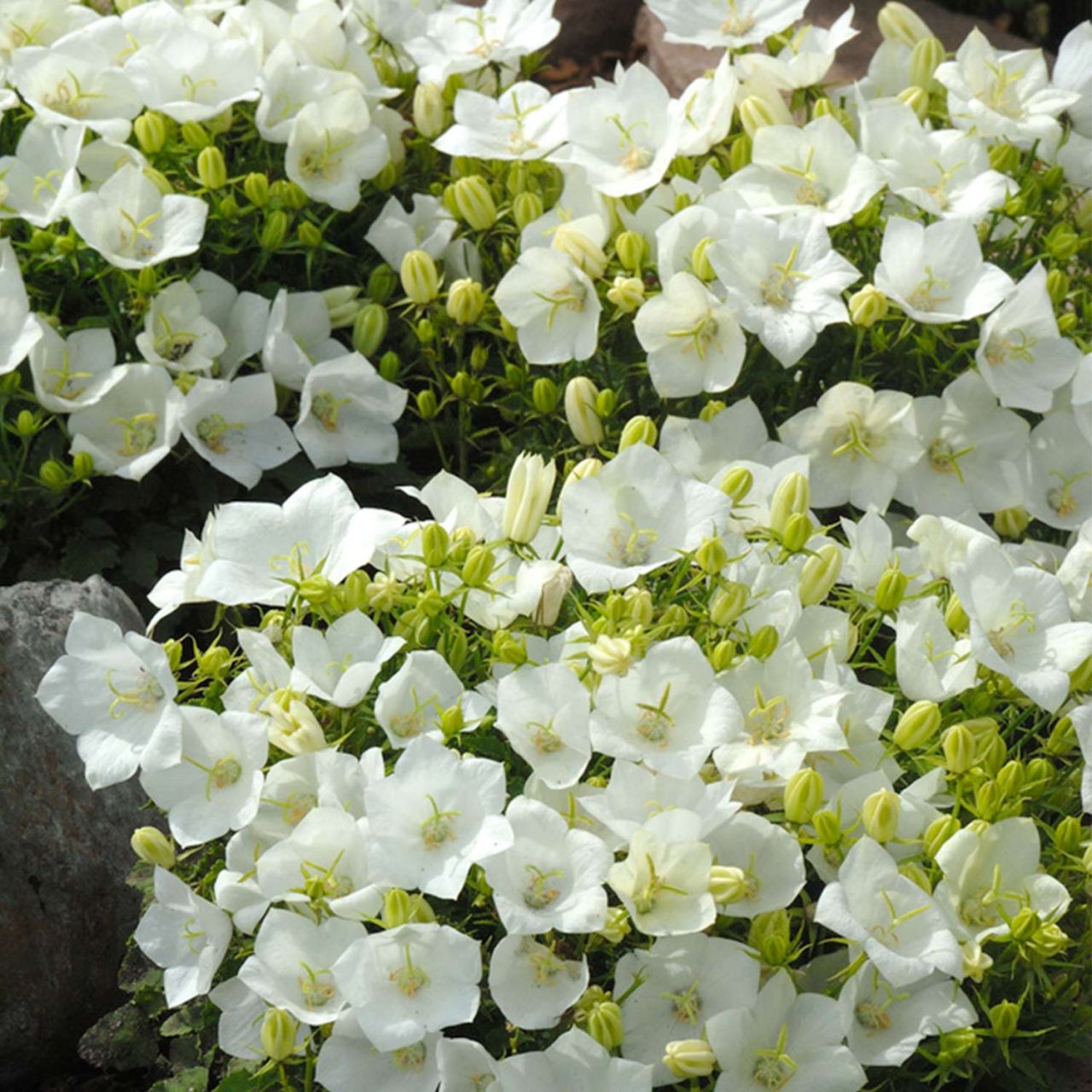 Kategorie <b>Stauden </b> - Weiße-Zwergglockenblume - Campanula carpatica 'Alba'