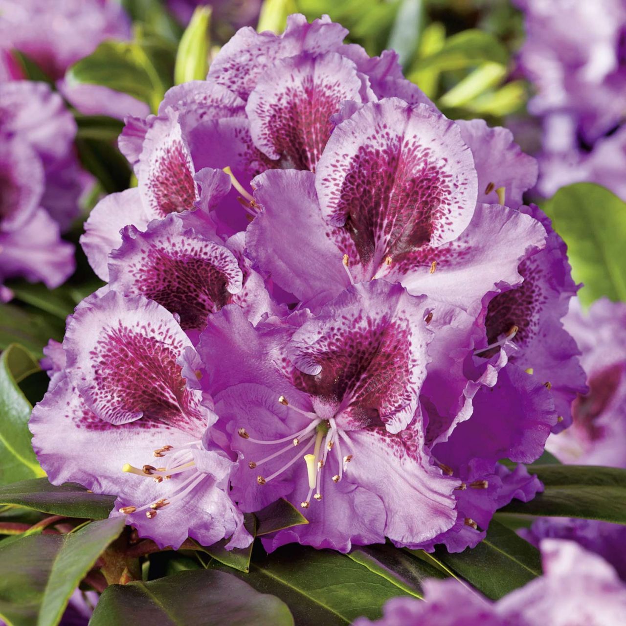 Kategorie <b>Rhododendron </b> - Rhododendron 'Pfauenauge'® - Rhododendron hybride 'Pfauenauge®'