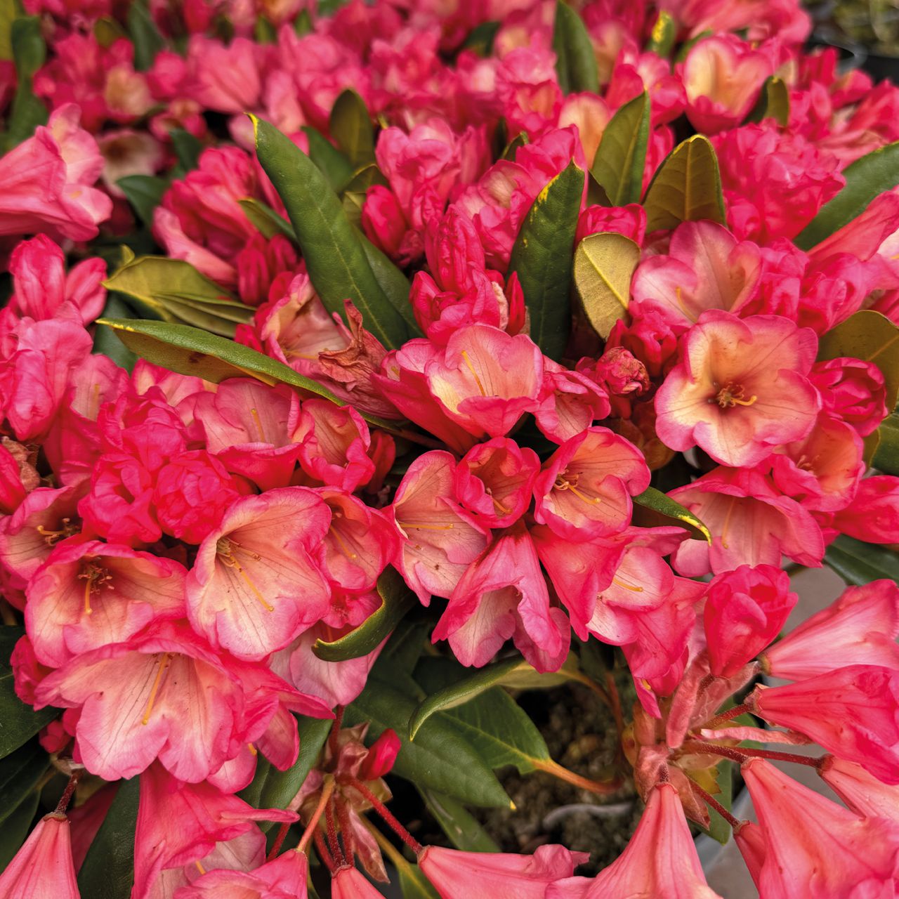 Kategorie <b>Rhododendron </b> - Zwerg-Ball-Rhododendron 'Barbarella®' - Rhododendron yakushimanum