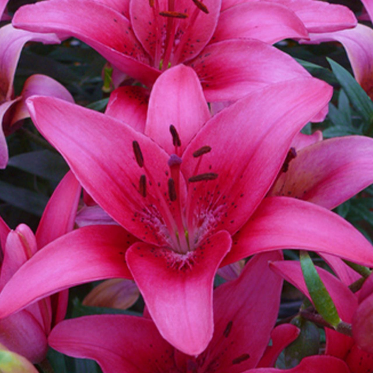 Kategorie <b>Frühlings-Blumenzwiebeln </b> - Asiatische Lilie 'Pink County', 2 Stück - Lilium 'Pink County'