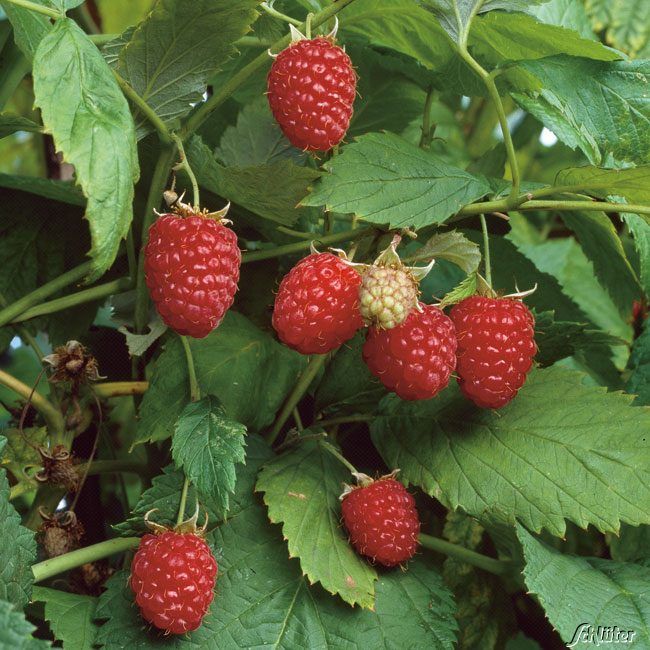 Kategorie <b>Beeren </b> - Sommerhimbeere 'Schönemann' - Rubus idaeus 'Schönemann'