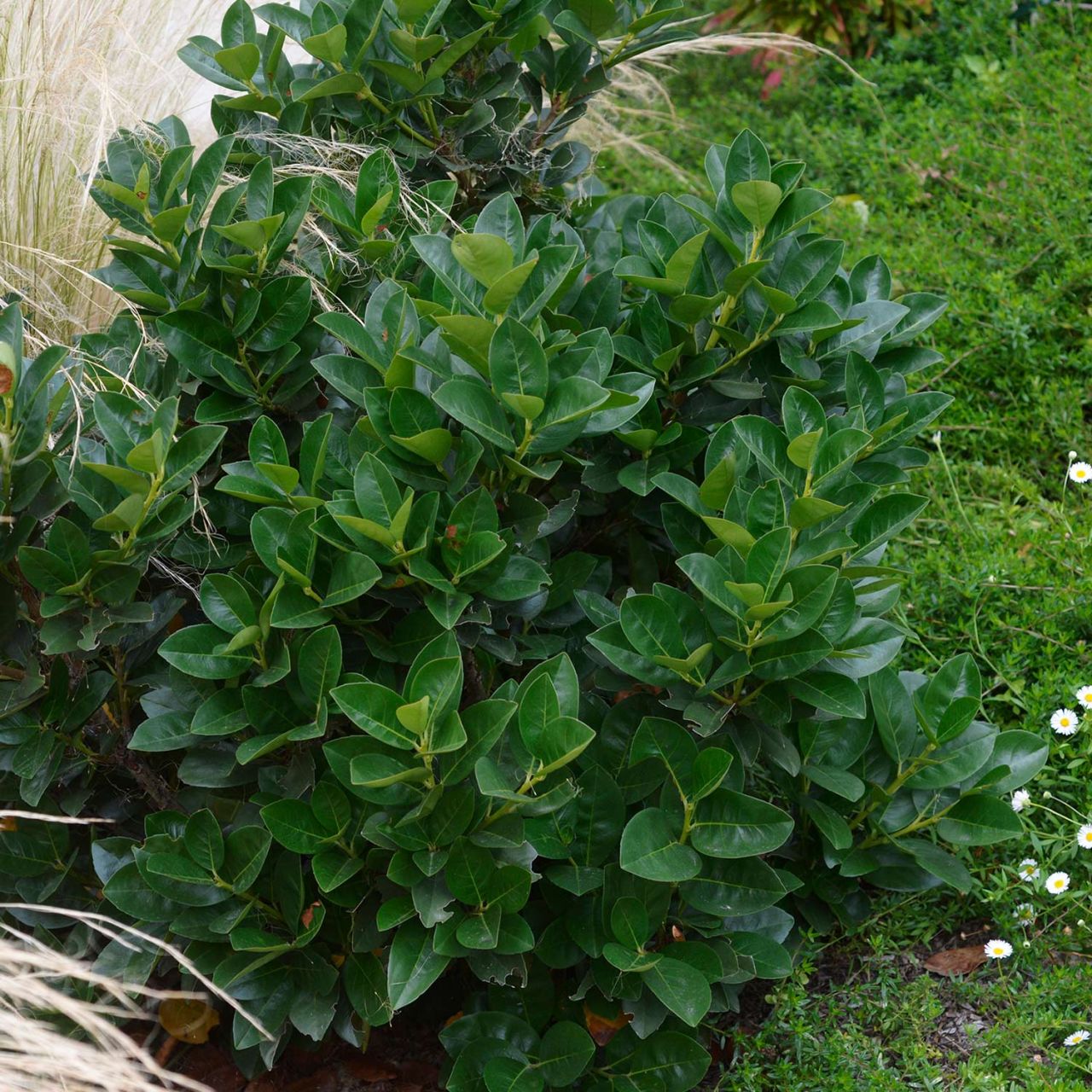 Kategorie <b>immergrüne Laubbäume </b> - Zwerg-Kirschlorbeer 'Miniredia' - Prunus laurocerasus 'Miniredia'