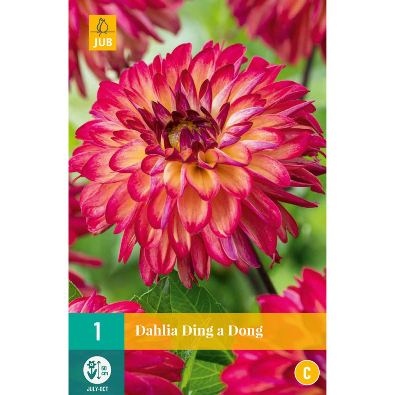 Kategorie <b>Frühlings-Blumenzwiebeln </b> - Schmuckdahlie 'Ding a Dong', 1 Stück - Dahlia 'Ding a Dong'