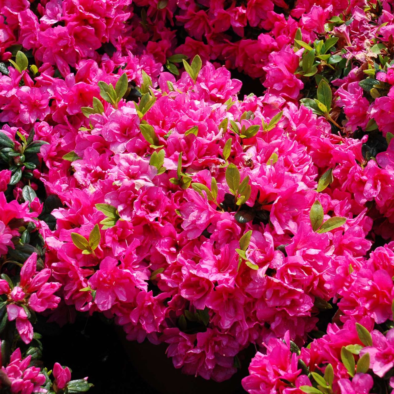 Kategorie <b>immergrüne Laubbäume </b> - Japanische Azalee 'Melina' - 