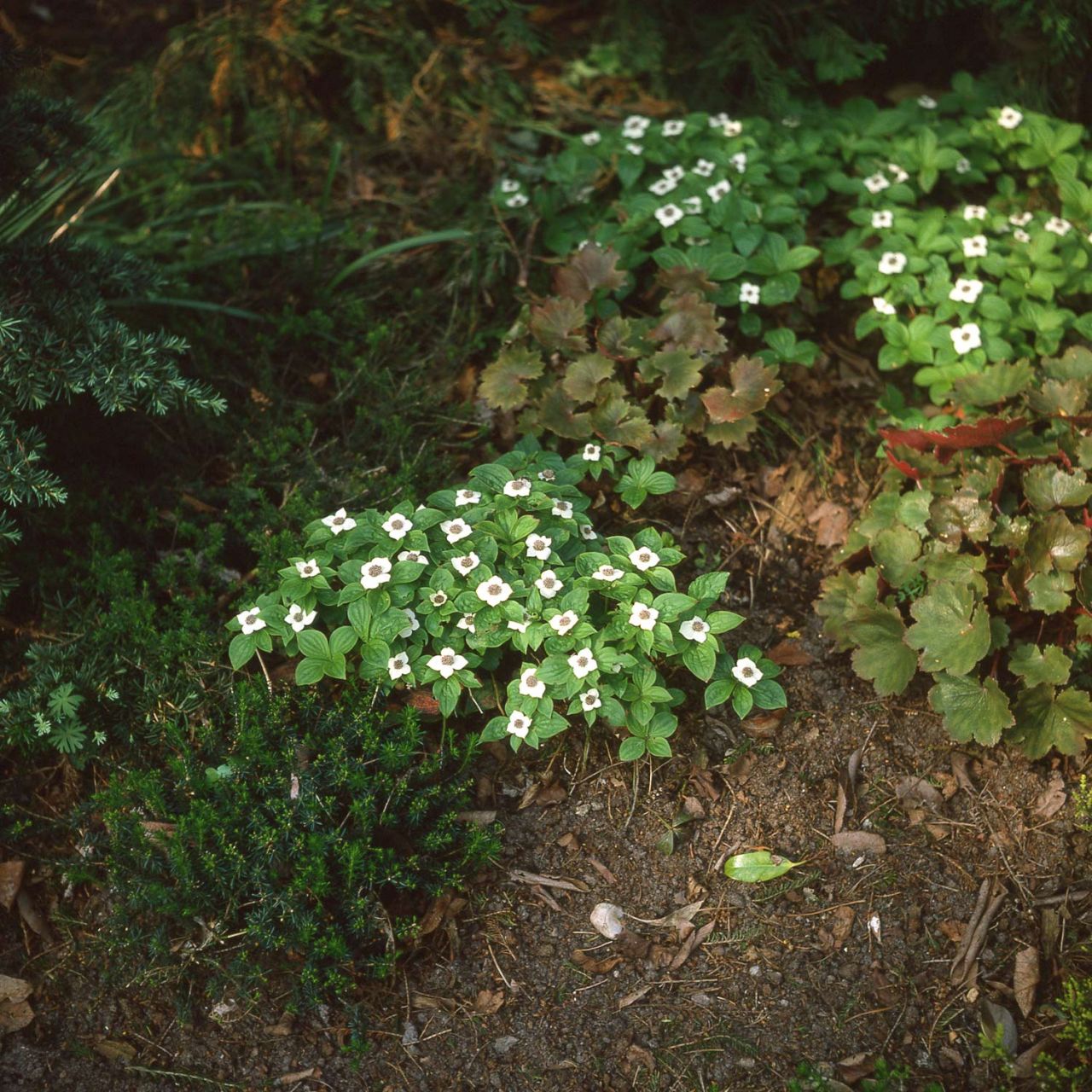  Teppich-Hartriegel - Cornus canadensis