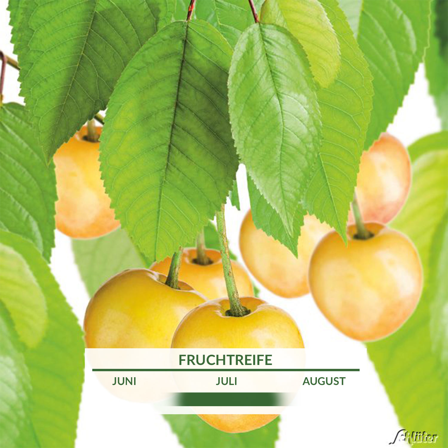 Süßkirsche 'Dönissens Gelbe Knorpelkirsche' - Prunus 'Dönissens Gelbe  Knorpelkirsche' - Kirschen | GARTEN SCHLÜTER