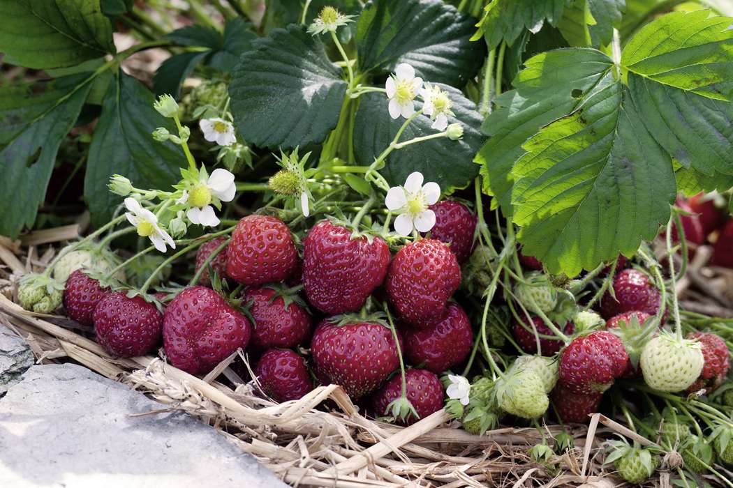 Erdbeeren pflanzen | Erdbeeren | Ratgeber | Garten Schlüter