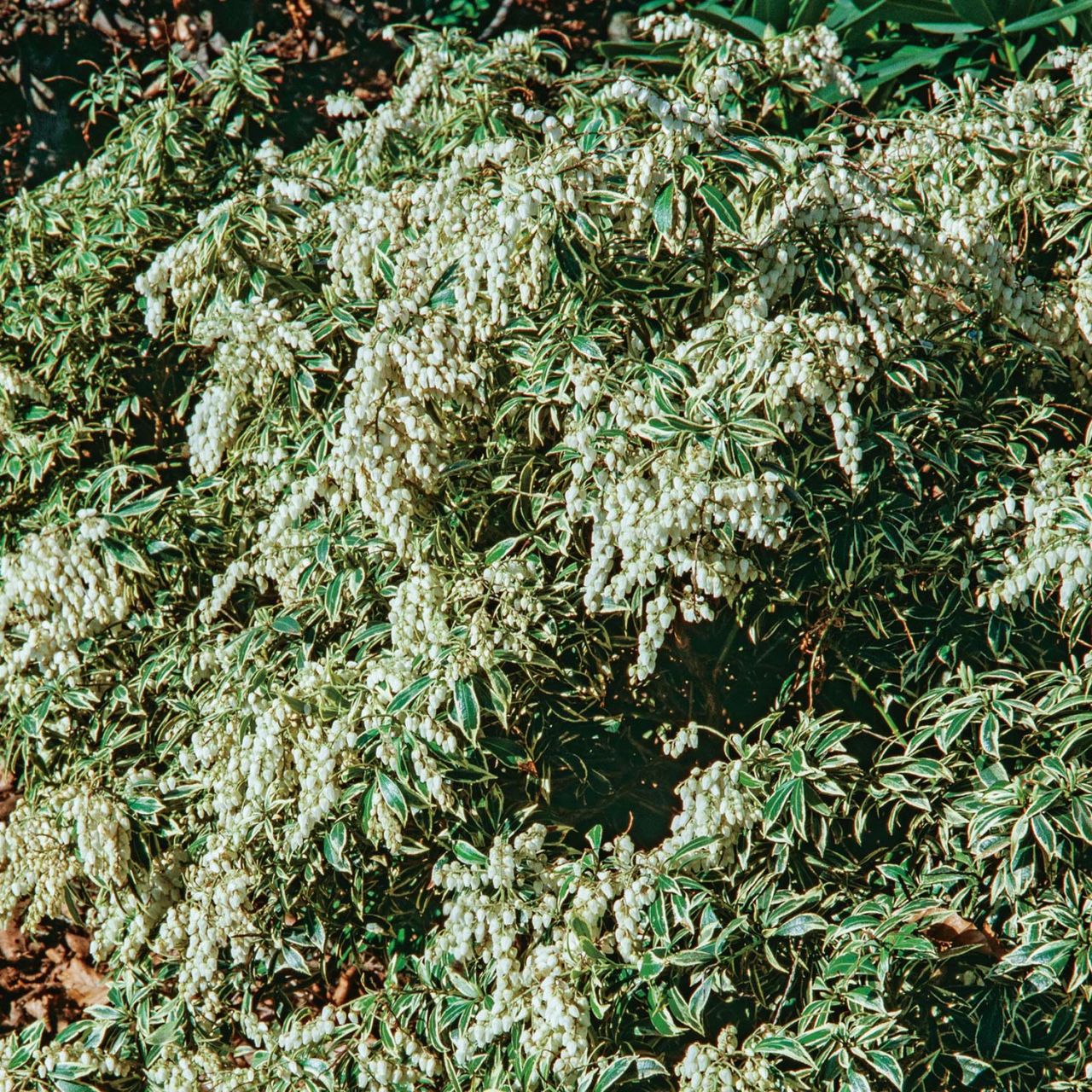  Lavendelheide / Schattenglöckchen 'Variegata' - Pieris japonica 'Variegata'