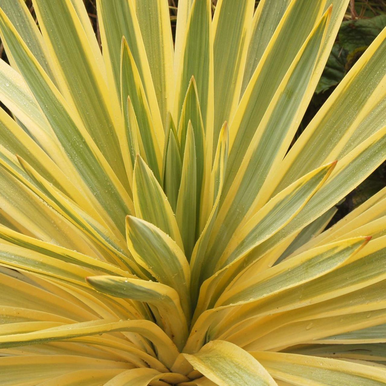 Palmlilie 'Bright Edge' - Yucca filamentosa 'Bright Edge'