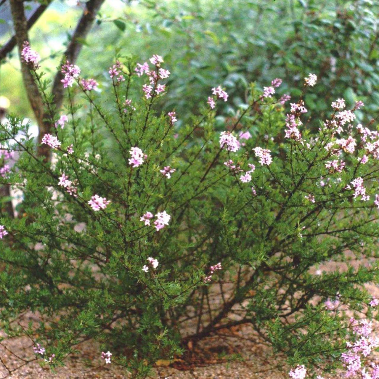 Kategorie <b>Blütensträucher und Ziergehölze </b> - Persischer Flieder 'Laciniata' - Syringa persica 'Laciniata'