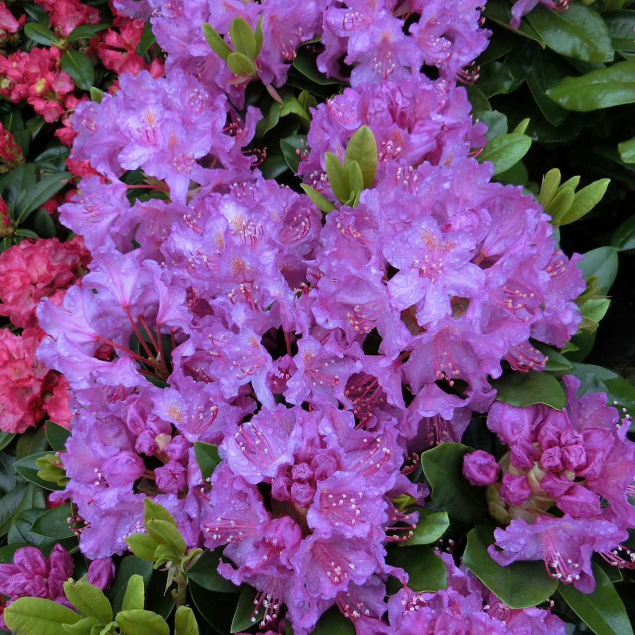 Kategorie <b>Rhododendron </b> - Rhododendron 'Pink Purple Dream®' - Rhododendron Hybride 'Pink Purple Dream' -R-