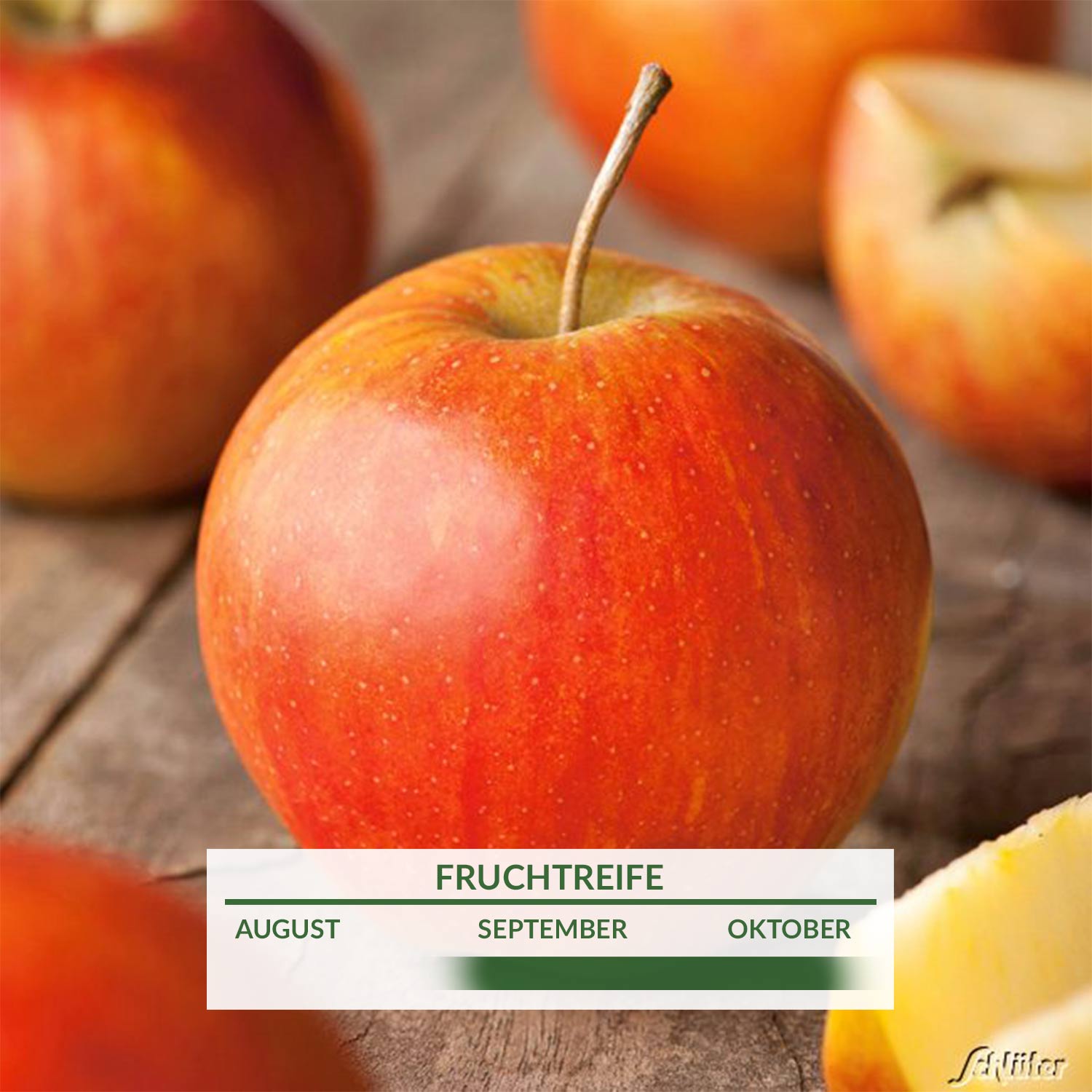 Apfel 'Rubinette' - 'Rafzubin' Herbstapfel - Malus domestica 'Rubinette',  auch bekannt als 'Rafzubin' - Äpfel | GARTEN SCHLÜTER