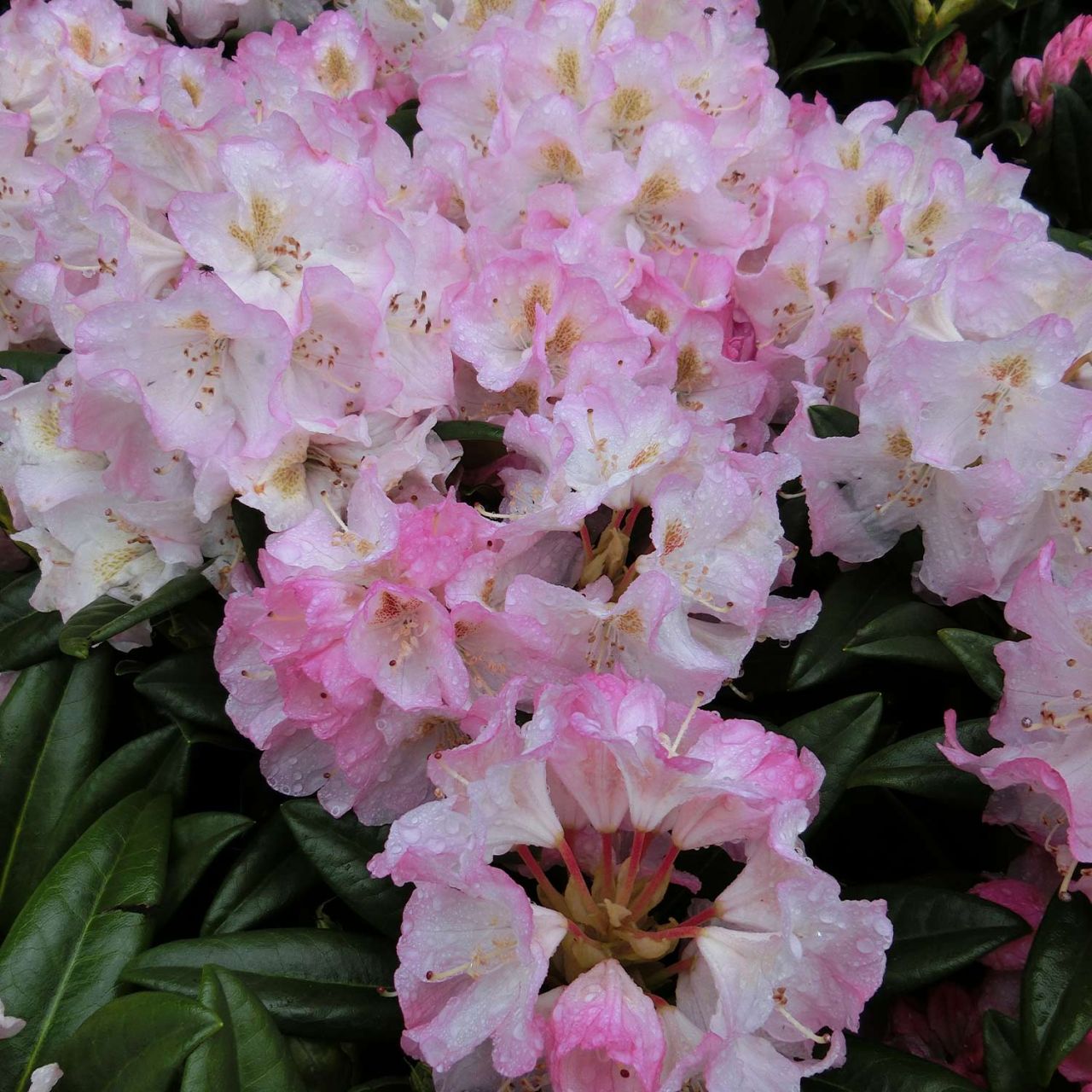 Kategorie <b>Rhododendron </b> - Rhododendron 'Brigitte' - Rhododendron hybride 'Brigitte'