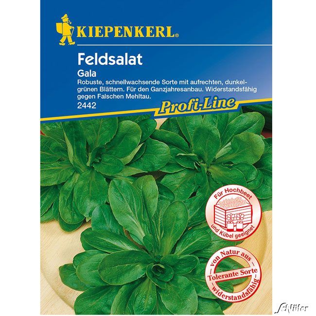 Kategorie <b>Gemüse-Samen </b> - Feldsalat 'Gala' - Valerianella locusta