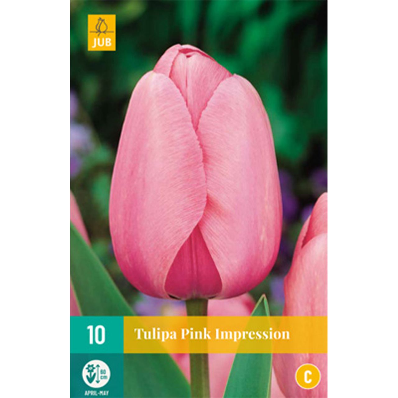 Kategorie <b>Herbst-Blumenzwiebeln </b> - Darwin-Hybrid Tulpe 'Pink Impression' - 10 Stück - Tulipa 'Pink Impression'
