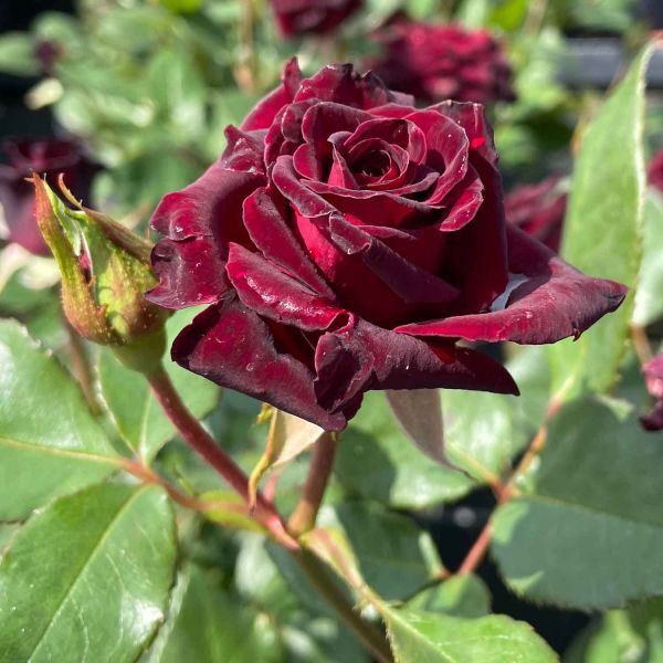 Schwarze rose kaufen - Die TOP Produkte unter der Vielzahl an Schwarze rose kaufen!