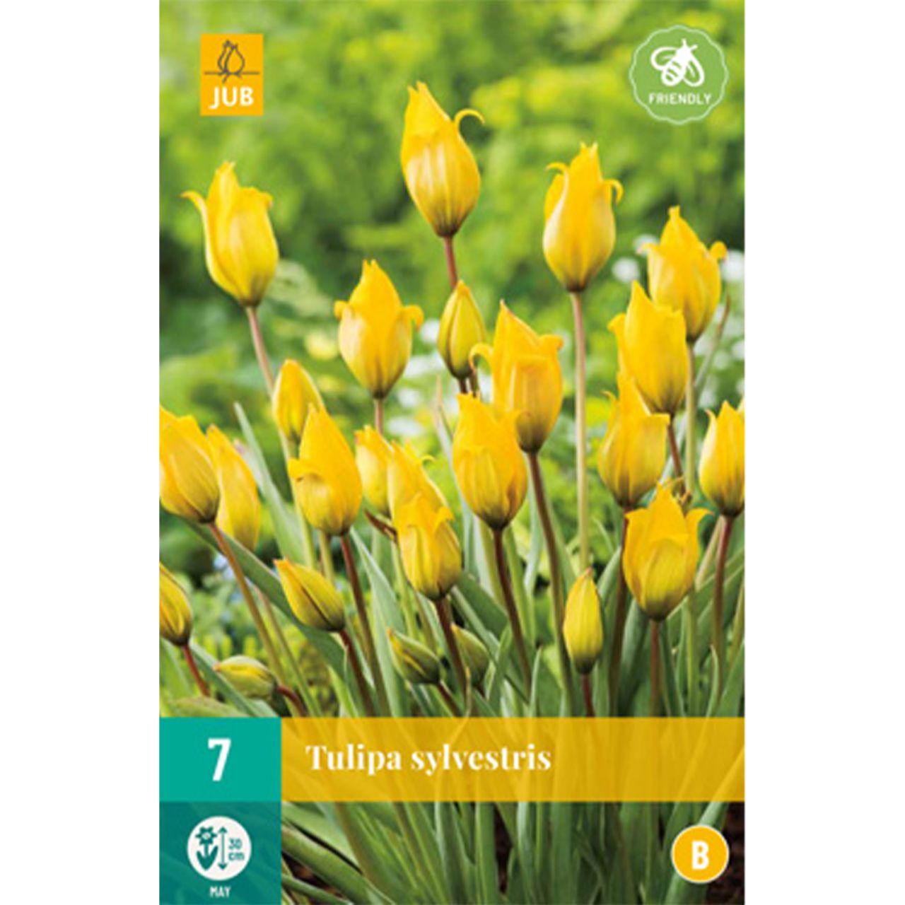 Kategorie <b>Herbst-Blumenzwiebeln </b> - Weinbergtulpe 'Sylvestris' - 7 Stück - Tulipa Sylvestris