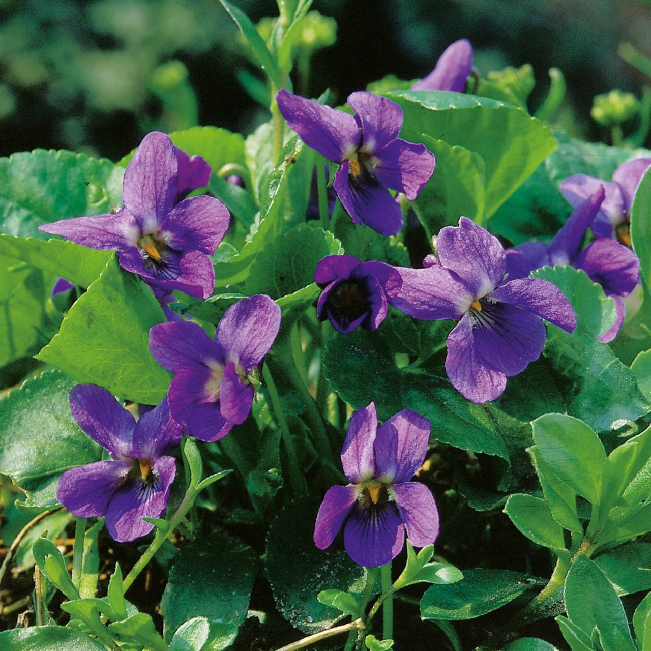 Kategorie <b>Stauden </b> - Violettblaues Duftveilchen 'Königin Charlotte' - Viola odorata
