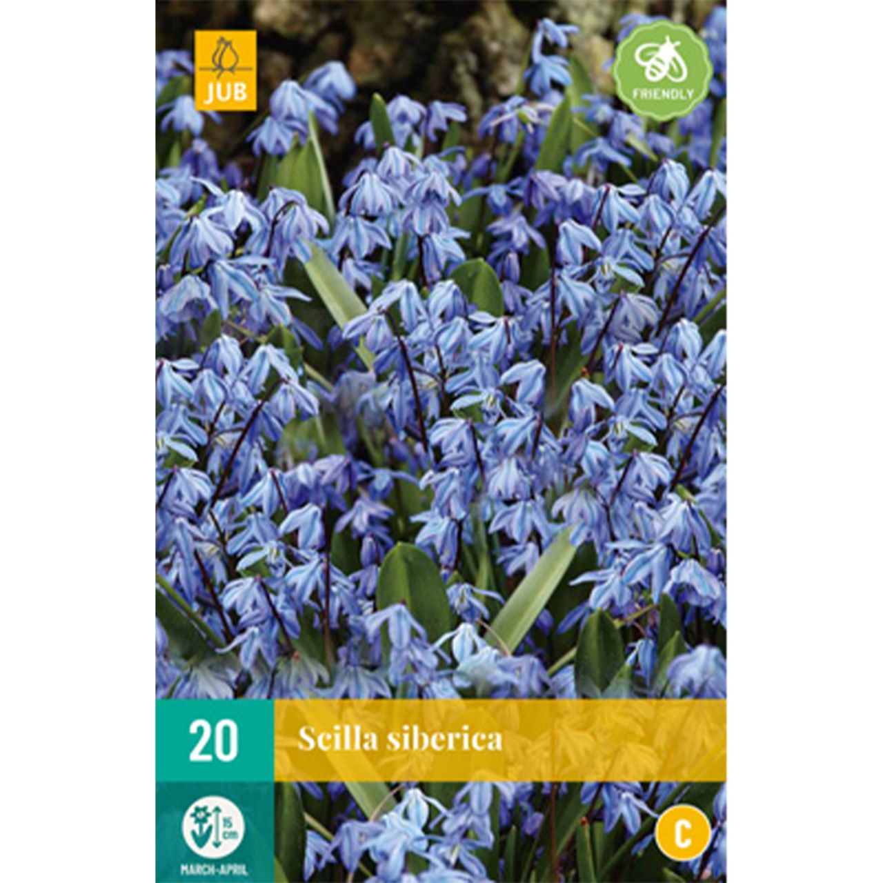 Kategorie <b>Herbst-Blumenzwiebeln </b> - Blausternchen - 20 Stück - Scilla sibirica
