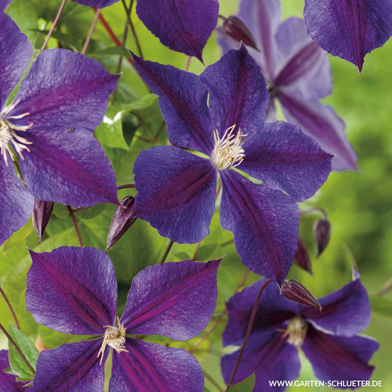  Clematis 'Star of India' - Clematis Hybride 'Star of India'