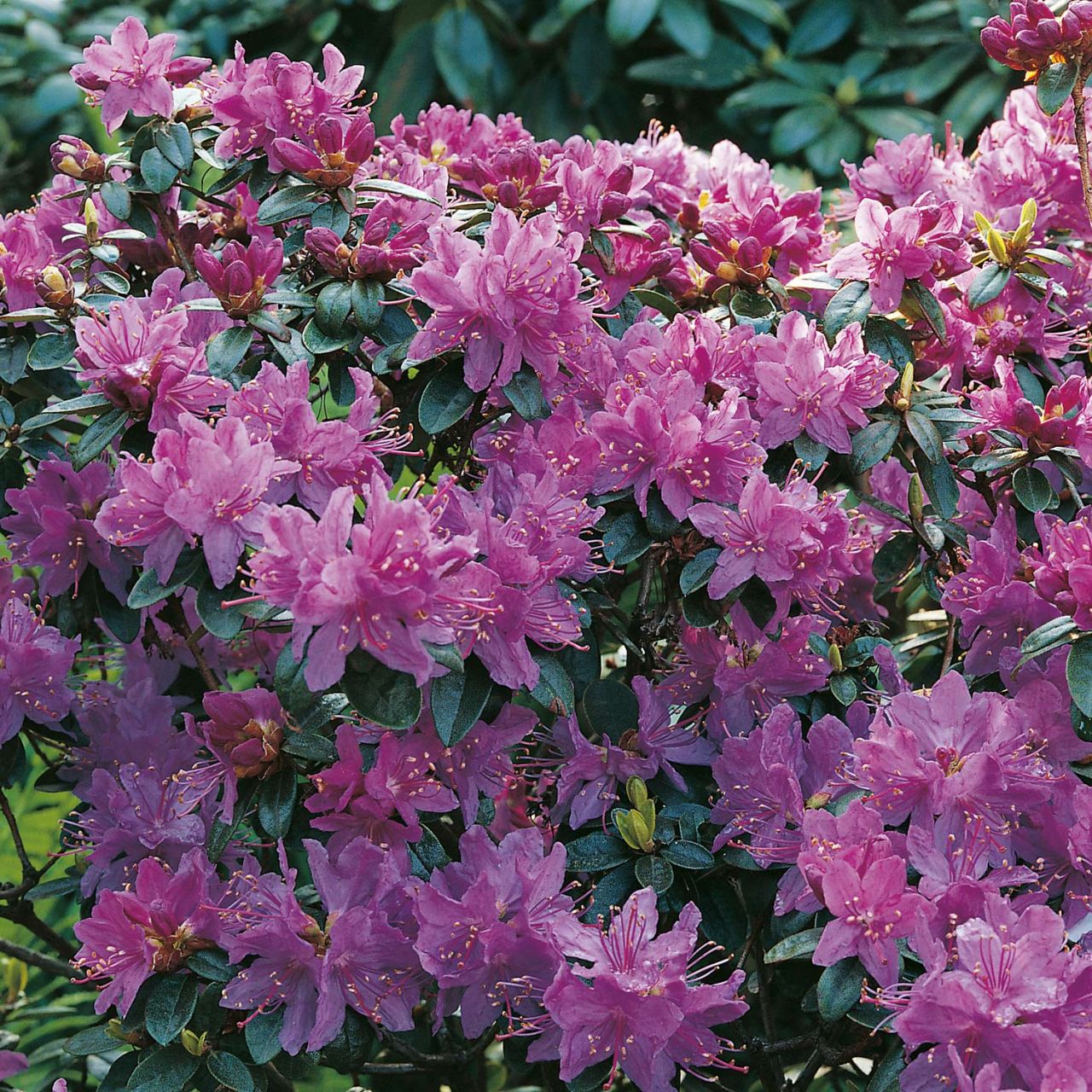 Kategorie <b>immergrüne Laubbäume </b> - Japanische Azalee 'Purpurkissen' - Rhododendron obtusum 'Purpurkissen'
