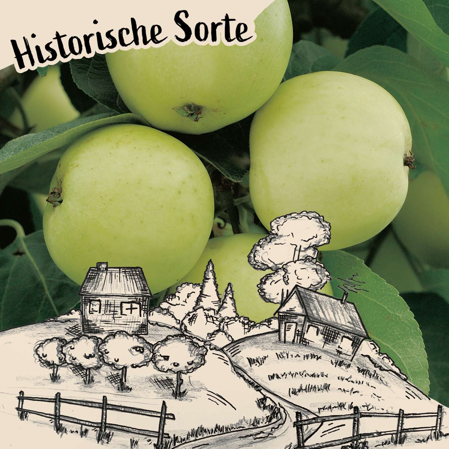 Augustapfel - Weißer Klarapfel der perfekte Befruchter - Malus - Äpfel |  GARTEN SCHLÜTER | Obstbäume & Gemüsepflanzen