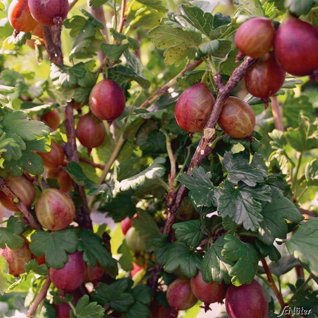 Kategorie <b>Beeren </b> - Stachelbeere 'Captivator' - Ribes uva-crispa 'Captivator'