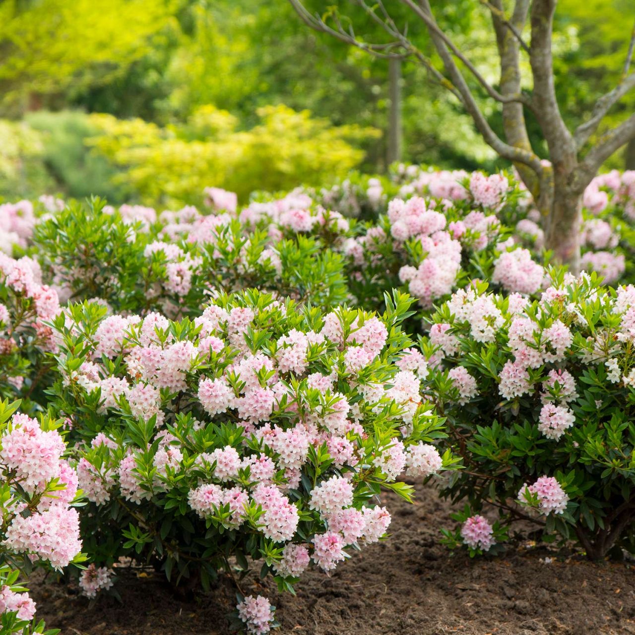 Rhododendron ‚Bloombux‘ ®