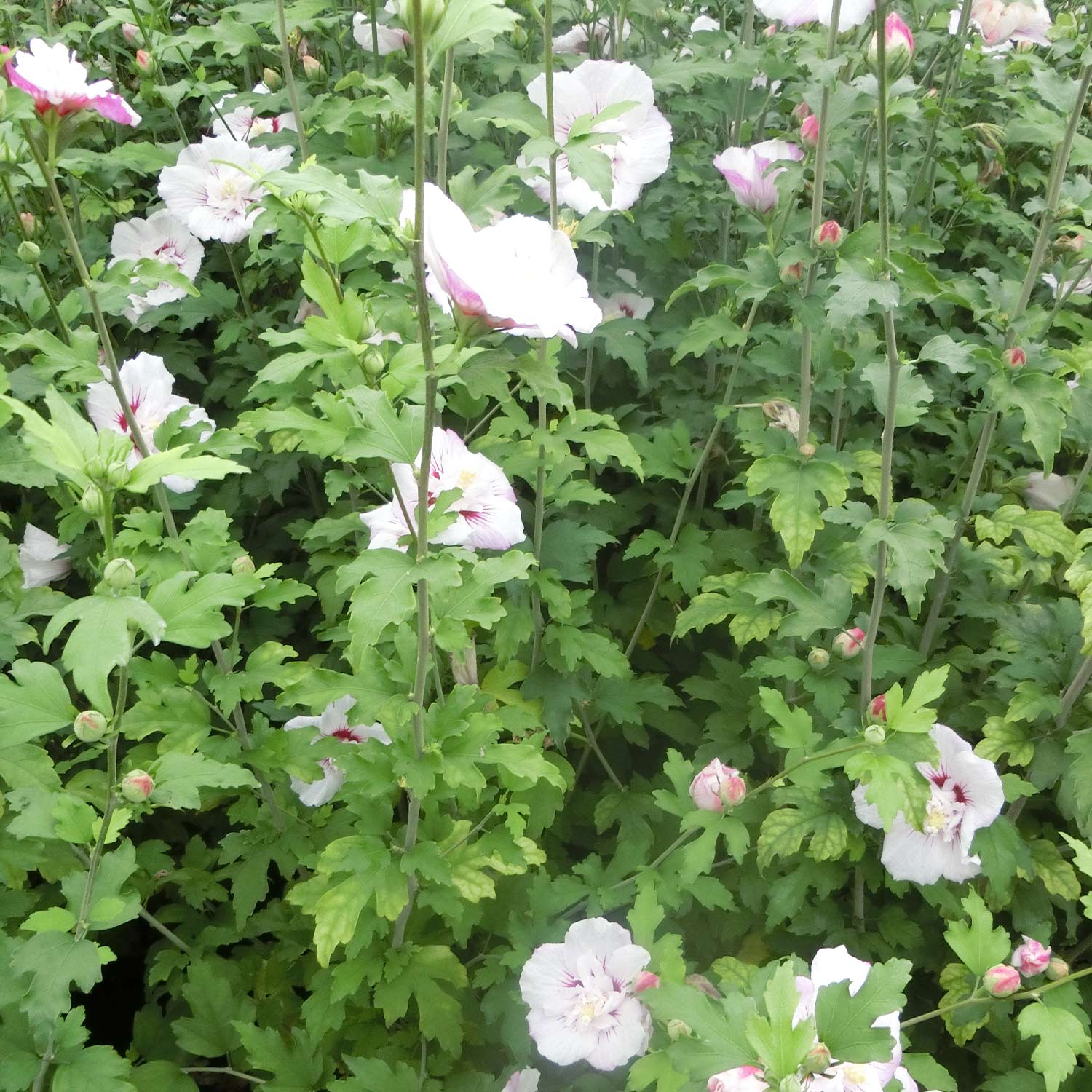 Garten Hibiskus Eibisch weiß rot gefüllt Lady Stanley Blumen Samen 