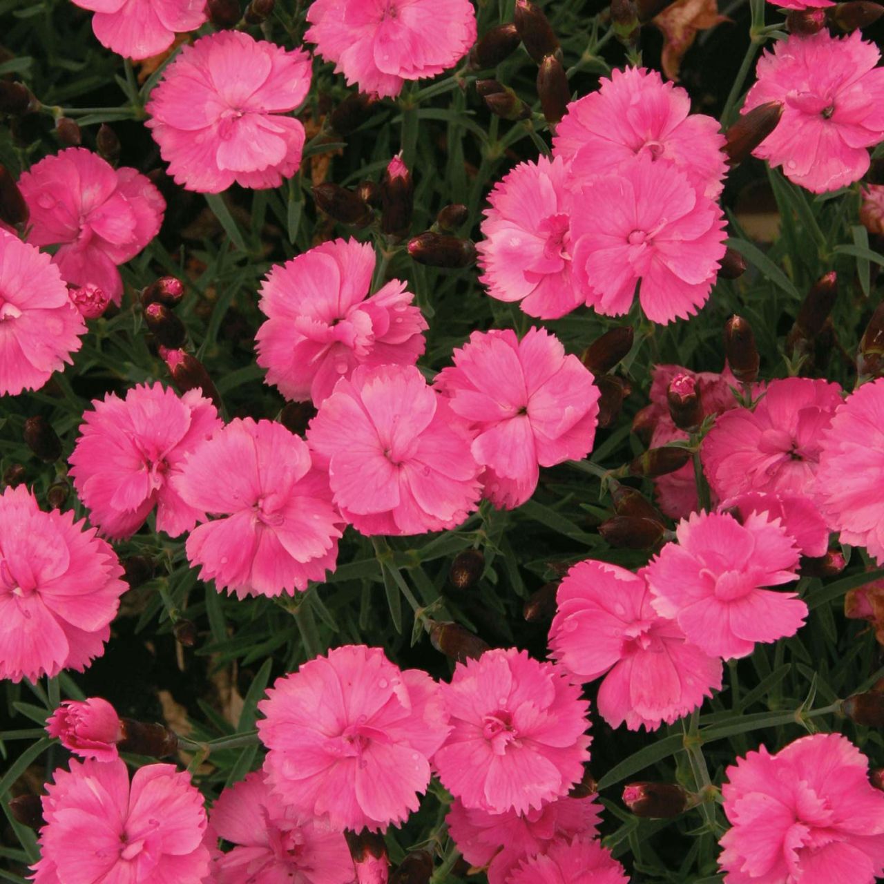  Feder-Nelke 'Dinetta Pink' - Dianthus caryophyllus Dinetta Pink