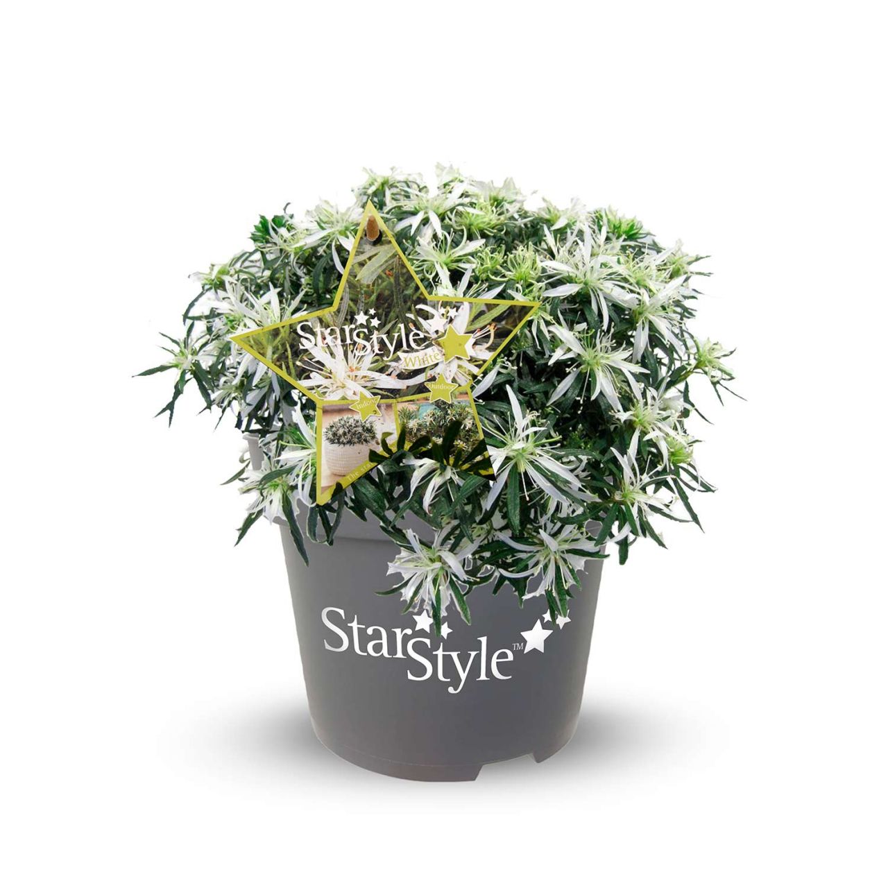 Kategorie <b>Azaleen </b> - Japanische Azalee 'StarStyle®' Weiß - Rhododendron obtusum 'StarStyle'® weiß