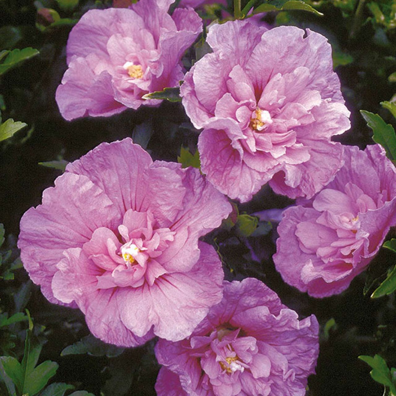 Kategorie <b>Blütensträucher und Ziergehölze </b> - Hibiscus 'Lavender Chiffon®' - Hibiscus syriacus 'Lavender Chiffon®'