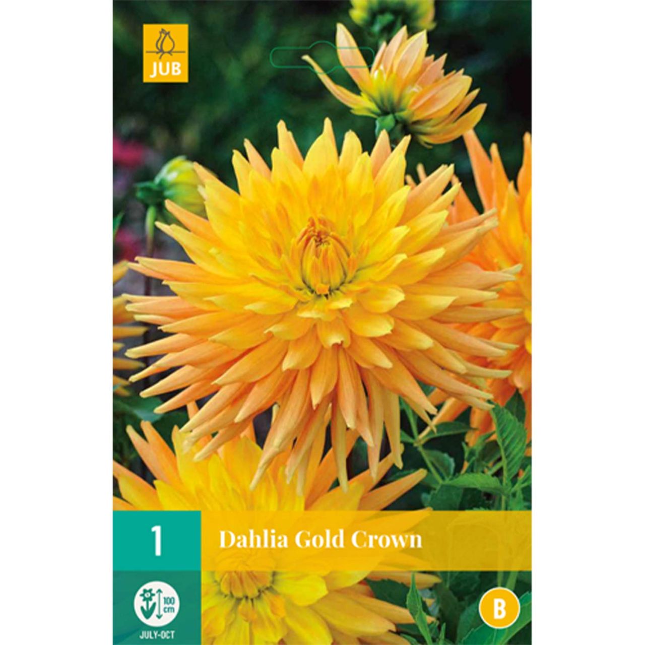 Kategorie <b>Frühlings-Blumenzwiebeln </b> - Kaktusdahlie 'Gold Crown' - Dahlia 'Gold Crown'