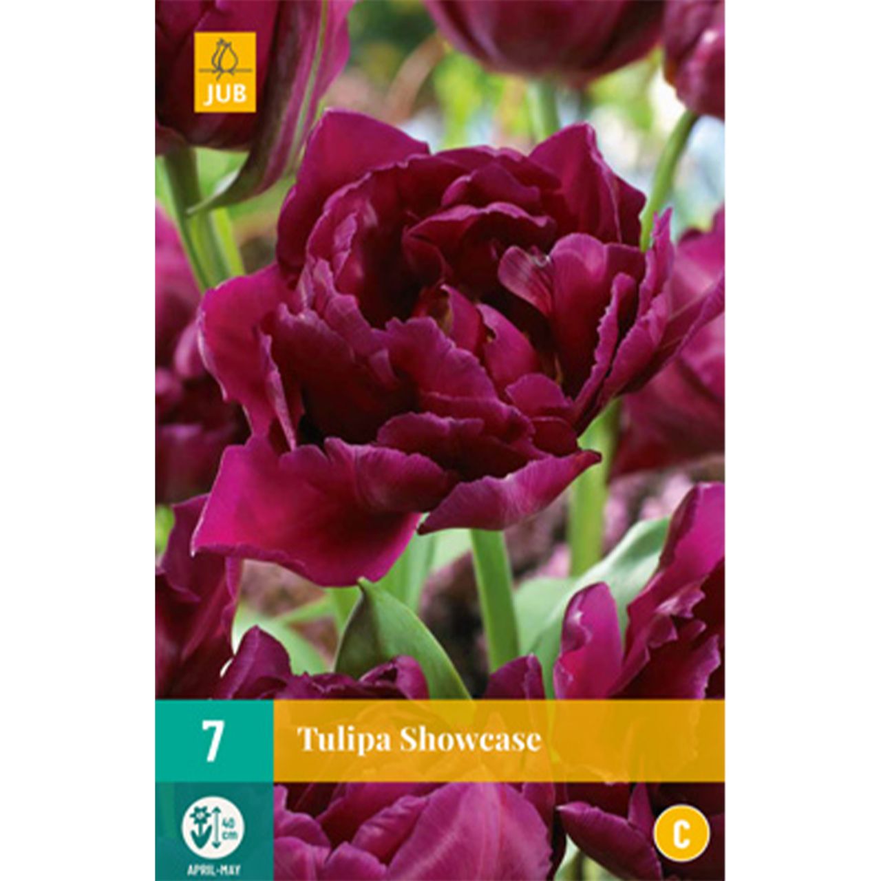 Kategorie <b>Herbst-Blumenzwiebeln </b> - Gefüllte frühe Tulpe 'Showcase' - 7 Stück - Tulipa 'Showcase'