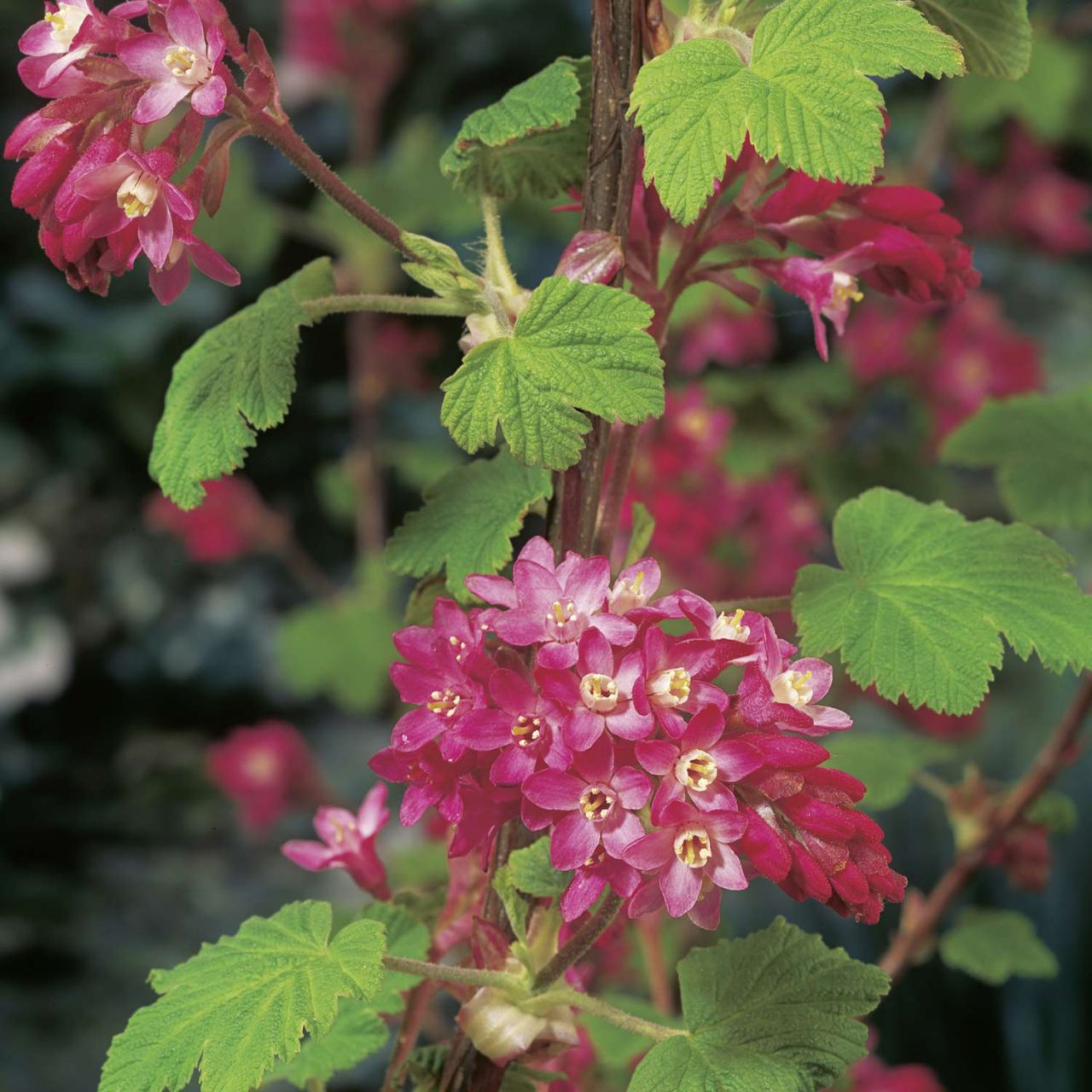 Kategorie <b>Blütensträucher und Ziergehölze </b> - Blutjohannisbeere 'King Edward VII' - Ribes sanguineum 'King Edward VII'
