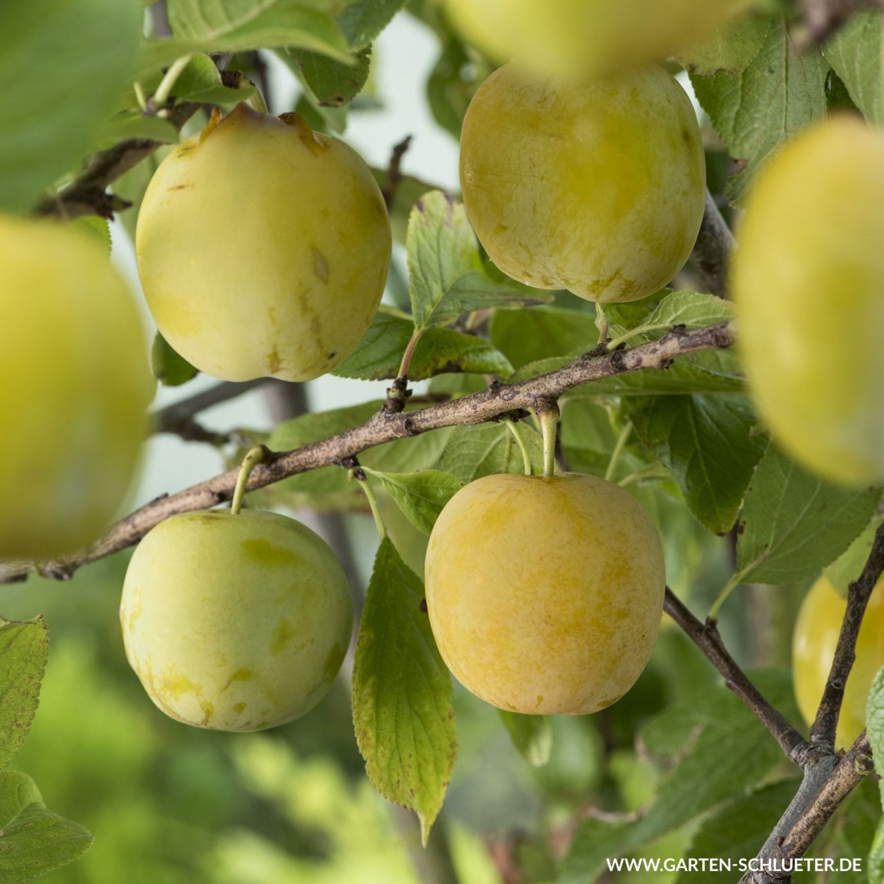  Pflaume 'Oullins Reneklode' - Prunus domestica 'Oullins Reneklode'