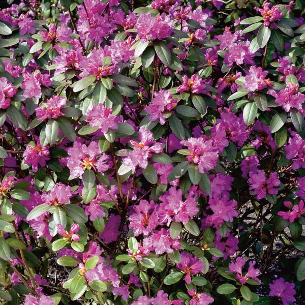 2-61121-Rhododendron-carolinianum