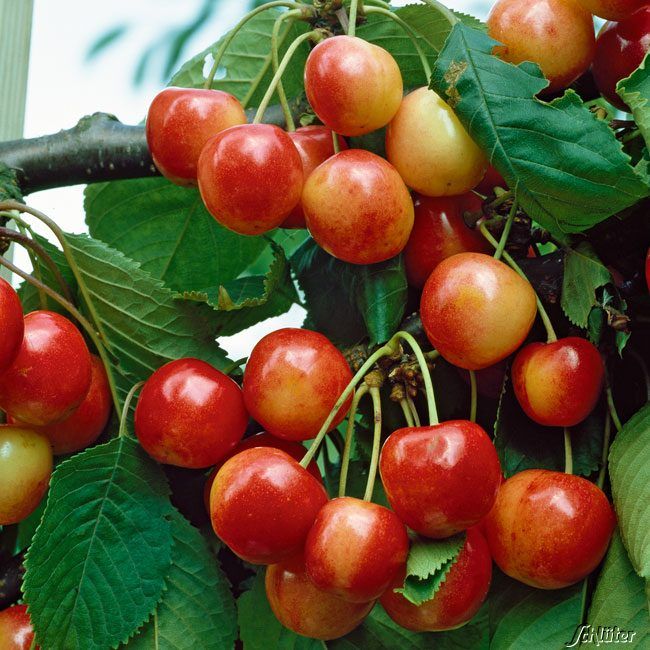  Kirsche 'Büttners Rote Knorpelkirsche' - Prunus a. 'Büttners Rote Knorpelkirsche'