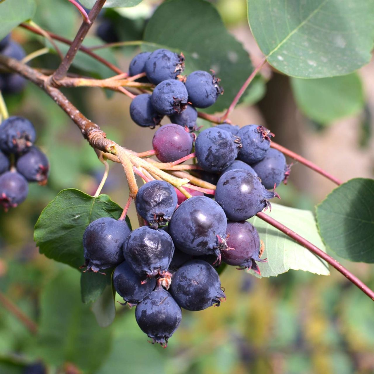 Kategorie <b>Sonstige Früchte </b> - Erlenblättrige Felsenbirne 'Greatberry Farm®' - Amelanchier alnifolia 'Greatberry Farm'