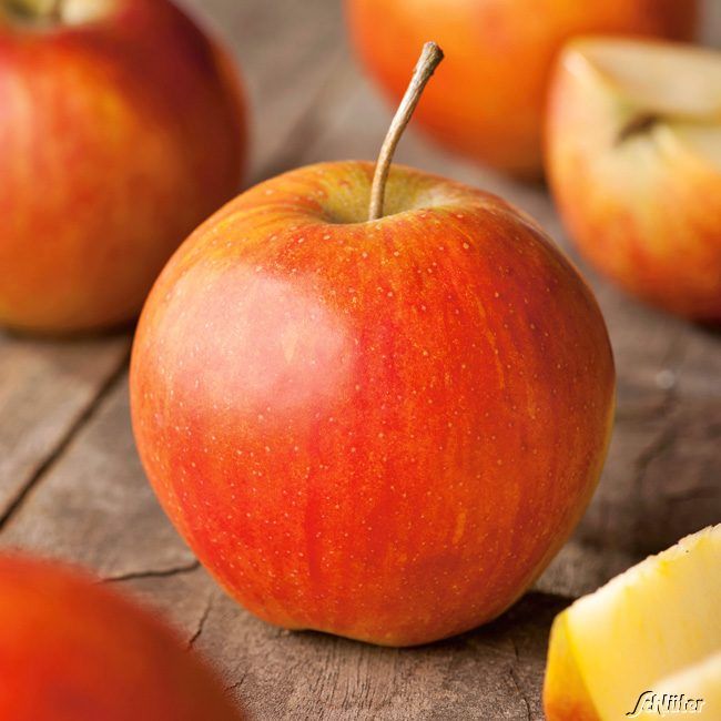 Kategorie <b>Apfel </b> - Apfel 'Rubinette' - 'Rafzubin' Herbstapfel - Malus domestica 'Rubinette', auch bekannt als 'Rafzubin'